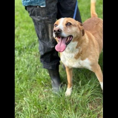FAUSTO E FILIBERTO miracolo d'amore, cani in adozione di coppia. - Foto 7