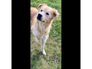 ULISSE UN MIRACOLO D'AMORE CANE IN ADOZIONE