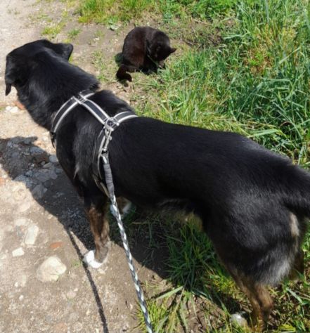 Loky 13ANNI A FINE GIUGNO FINISCE IN CANILE! MILANO SOS MIRACOLO - Foto 4