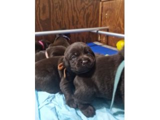Cuccioli labrador cioccolato con Pedigree