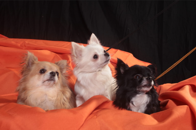 Cuccioli di chihuahua - Foto 2
