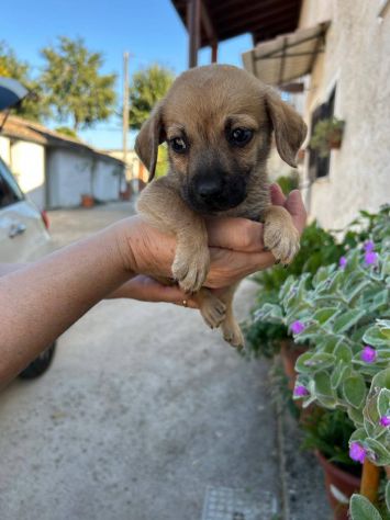 Fagiolino cucciolo taglia piccola - Foto 3