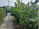 Giulianova mare con giardino