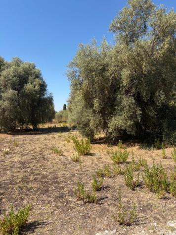 Uliveto di mq 10.000 con rudere in contrada Muraglia Mele - Foto 4
