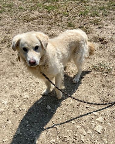 TERENCE UN CUORE DA SALVARE CANE IN ADOZIONE - Foto 8