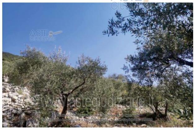 IMMOBILI-ALTRA CATEGORIA-LOCALITA' MONTE COLLE VACCARA - Foto 2