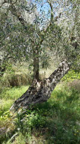 Piante di ulive secolari - Foto 7