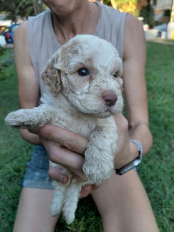 Lagotto romagnolo da tartufo - Foto 2