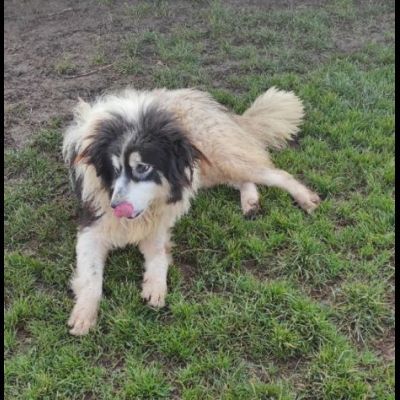 PEGGY CAGNOLINA IN ADOZIONE - Foto 10