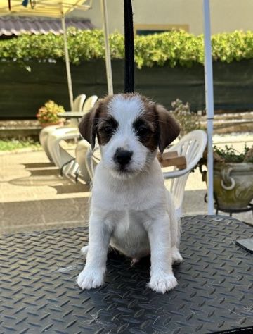 Cuccioli di Jack Russell Terrier - Foto 2