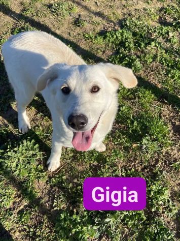 GIGIA E GIORGIA DOLCI E AFFETTUOSE CAGNOLINE IN ADOZIONE - Foto 3