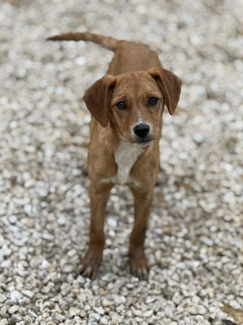 NATALIE, cucciola dolcissima cerca casa! - Foto 4