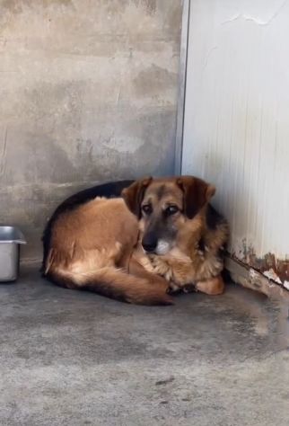 BEA INVISIBILE TRA I TANTI, TENERISSIMA E PACATA CAGNOLINA IN ADOZIONE TG MEDIA - Foto 4