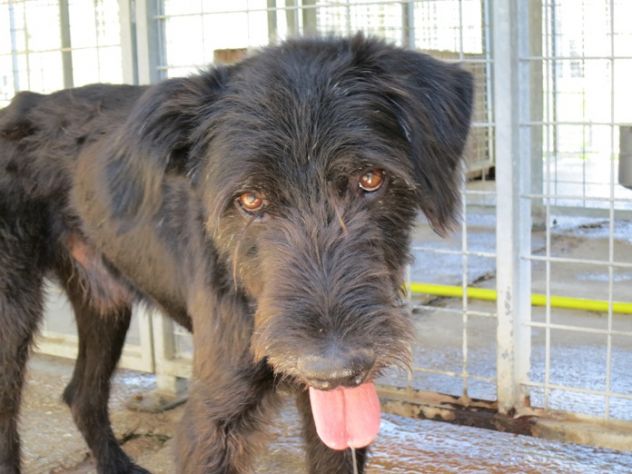 CIP, splendido Schnauzer cerca casa - Foto 4