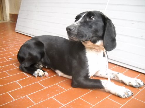 KETTY, giovane cagnolina docile ed affettuosa - Foto 5