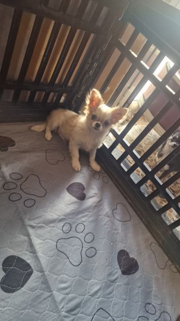 Chihuahua Maschio pelo lungo