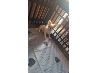 Chihuahua Maschio pelo lungo