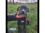 KARIN E I SUOI CUCCIOLI KURT E KELLY,  CANI IN ADOZIONE