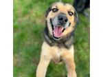 NICOLETTA CERCA SALVEZZA CANE IN ADOZIONE
