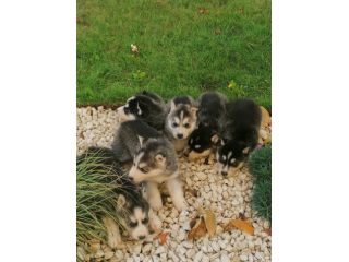 Siberian Husky