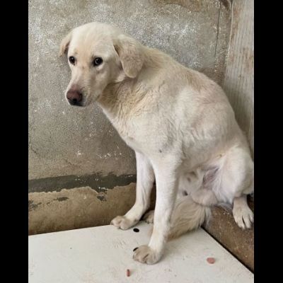 ENEA UN MIRACOLO D' AMORE : CANE IN ADOZIONE - Foto 3
