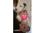 CUCCIOLI IN CANILE
