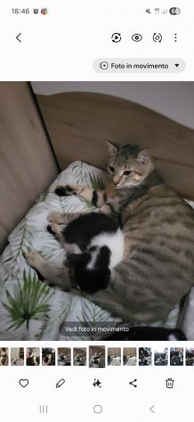 Gatti - Foto 8