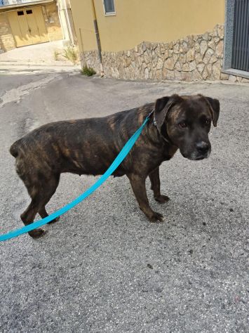 JENNY, 2 ANNI,TAGLIA MEDIA: NON C’E’ PIU’ POSTO IN CANILE PER LEI