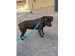 JENNY, 2 ANNI,TAGLIA MEDIA: NON C’E’ PIU’ POSTO IN CANILE PER LEI
