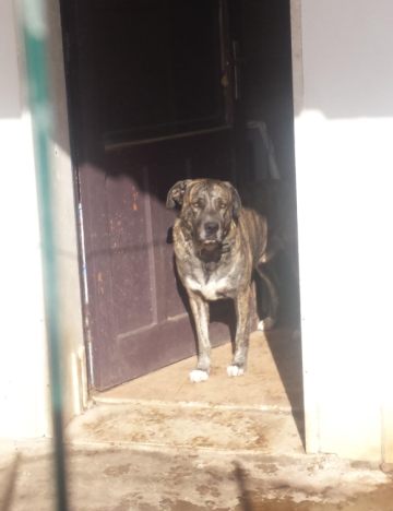 ASIA E RUDY, cani corsi in pericolo - Foto 4