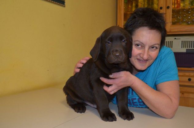 Cucciolo Labrador con Pedigree - Allevamento Labrador EXPO - Foto 9