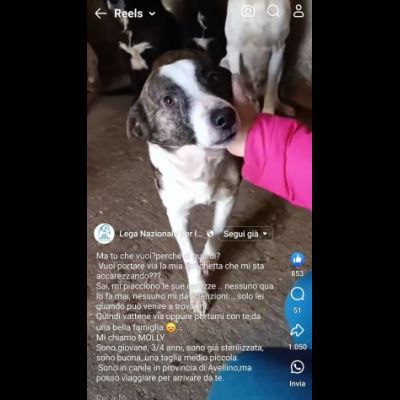 MOLLY, CERCA COCCOLE E ATTENZIONI, CAGNOLINA IN ADOZIONE, TAGLIA MEDIO PICCOLA - Foto 6