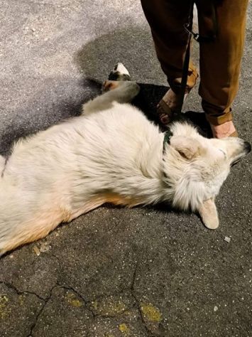 GIOVANE CANE IN ADOZIONE, DOLCISSIMO - Foto 5