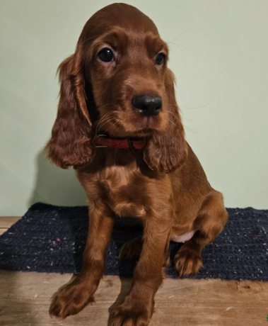 Bellissimi cuccioli di setter irlandese - Foto 2
