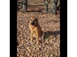 SHINA UNA VITA BUTTATA CANE IN ADOZIONE