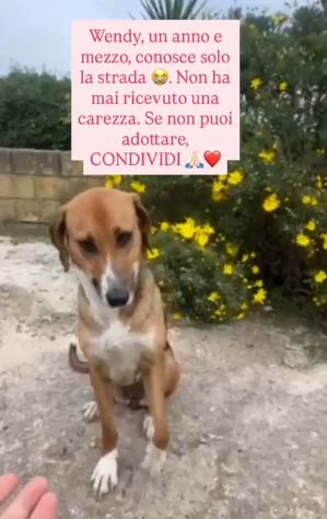 Wendy 18mesi mollata in strada a breve in canile.SUD - Foto 3