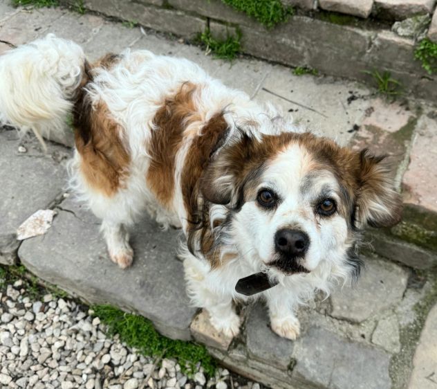 Birillo 4 anni Taglia piccola