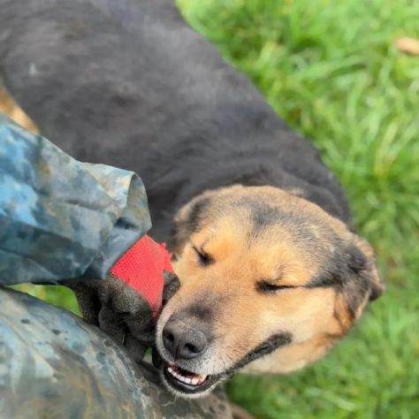 NICOLETTA CERCA SALVEZZA CANE IN ADOZIONE - Foto 9