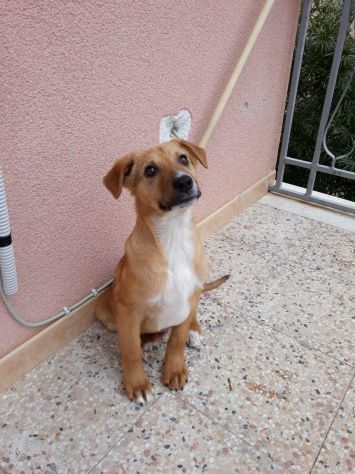 ROMOLO, stupendo cucciolino - Foto 3