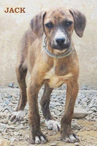 JACK, cucciolotto in cerca d’amore - Foto 6