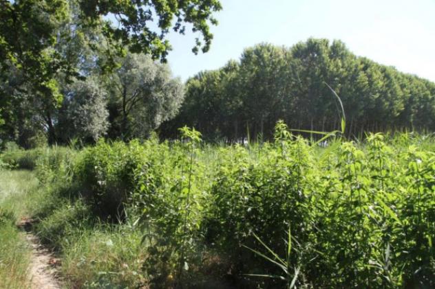 Immobile in asta di 498300 m² in vendita a Cava Manara - Foto 6
