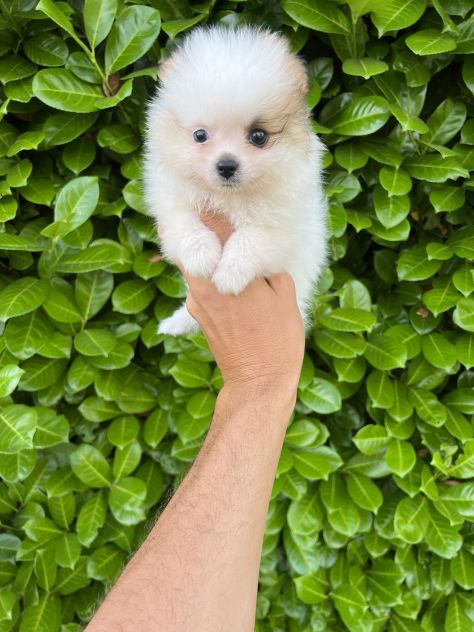Cuccioli della Pomerania - Foto 5