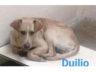 DUILIO CAGNOLINO IN ADOZIONE