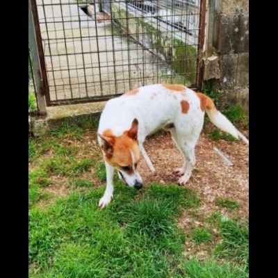 TAMBURELLO GIOIOSO NONOSTANTE UN'INTERA ESISTENZA IN CANILE CANE IN ADOZIONE - Foto 7