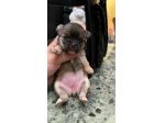 Chihuahua pelo corto blu
