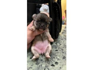 Chihuahua pelo corto blu