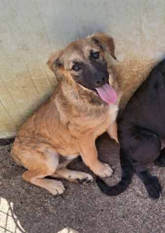 ORSETTA 4 MESI TAGLIA MEDIA IN CANILE - Foto 3