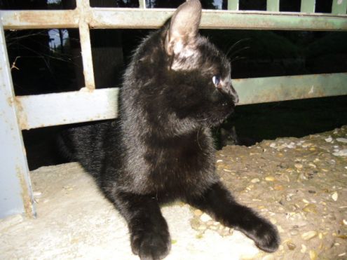 Miciotto nero marsupiale cerca casa - Foto 3