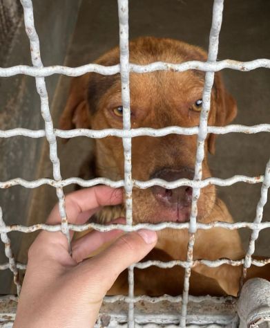 LENNON UNA DOLCEZZA DA SALVARE CANE IN ADOZIONE - Foto 7