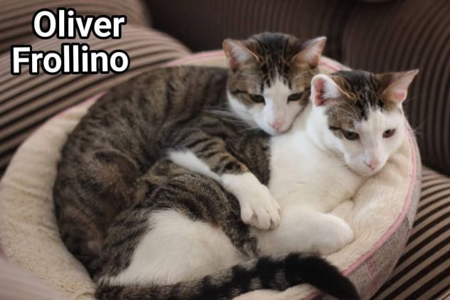 2mici 15mesi INSEPARABILI adozione saltata!! ROMA SOS - Foto 4
